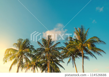 Tropical beach in Thailand. Palm trees on sandy island in the ocean. 114526686