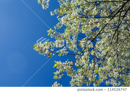 White cherry blossoms on a cherry tree, a beautiful sight of nature's floral beauty in bloom against a blue sky White cherry blossoms on a cherry tree, a beautiful sight of nature's floral beauty in bloom against a blue sky 114526747