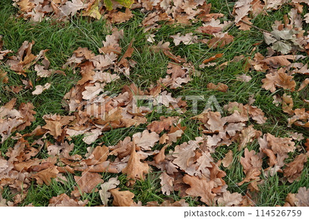 Winter autumn and Flower, Plant, and Berry Blooms and autumn leaves on snowy ground 114526759