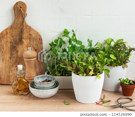 Fresh Herbs and Cooking Ingredients on a Kitchen Counter 114526890