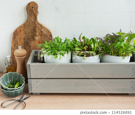 Fresh Herbs Grown in White Pots Inside a Gray Wooden Box in a Kitchen Setting 114526891