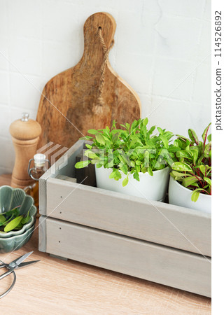 Fresh Herbs Grown in White Pots Inside a Gray Wooden Box in a Kitchen Setting 114526892