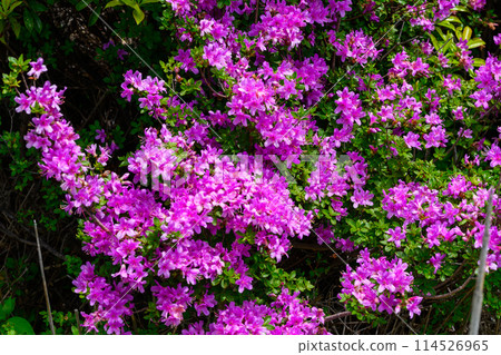 Miyamakirishi flowers stand out against the fresh greenery blooming on the Aso Panorama Line Road (Road to Mount Aso Nakadake and the Aso Crater) 114526965