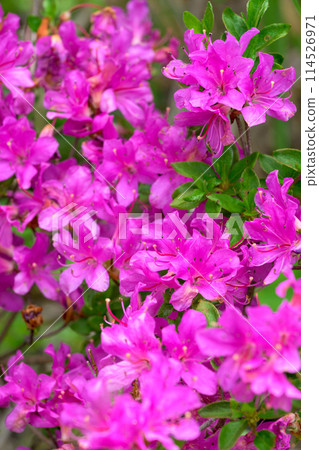 Miyamakirishi flowers stand out against the fresh greenery blooming on the Aso Panorama Line Road (Road to Mount Aso Nakadake and the Aso Crater) 114526971