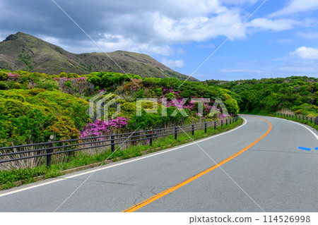 The Aso foothills and Miyamakirishi flowers shining with fresh greenery as seen from the Aso Panorama Line (the road to the Aso crater) 114526998