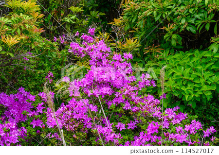 Miyamakirishi flowers stand out against the fresh greenery blooming on the Aso Panorama Line Road (Road to Mount Aso Nakadake and the Aso Crater) 114527017