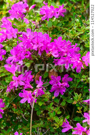 Miyamakirishi flowers stand out against the fresh greenery blooming on the Aso Panorama Line Road (Road to Mount Aso Nakadake and the Aso Crater) Miyamakirishi flowers stand out against the fresh greenery blooming on the Aso Panorama Line Road (Road to Mount Aso Nakadake and the Aso Crater) 114527022