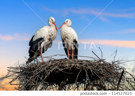 Two white storks perched on top of a nest Two white storks perched on top of a nest 114527023