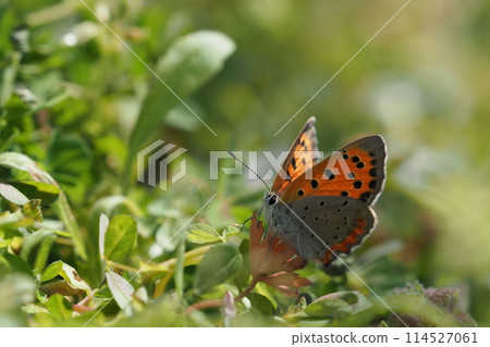 一隻蝴蝶棲息在草地上 114527061