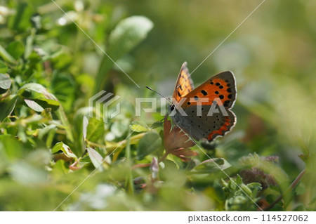 Copper butterfly resting on grass 114527062