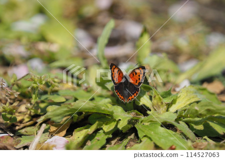 Copper butterfly 114527063