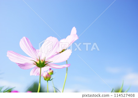 Pink cosmos shining in the blue sky Pink cosmos shining in the blue sky 114527408