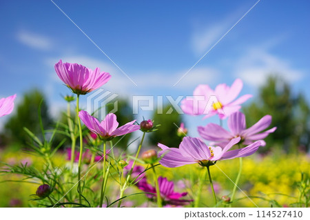 粉紅色的波斯菊和花園在藍天的襯托下閃閃發光 114527410