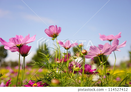 Pink cosmos and flower fields shining in the evening sky Pink cosmos and flower fields shining in the evening sky 114527412