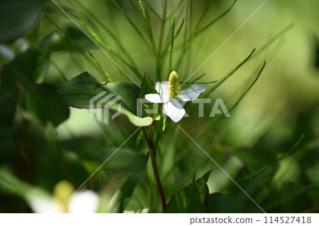 Medicinal plant, Houttuynia cordata 114527418