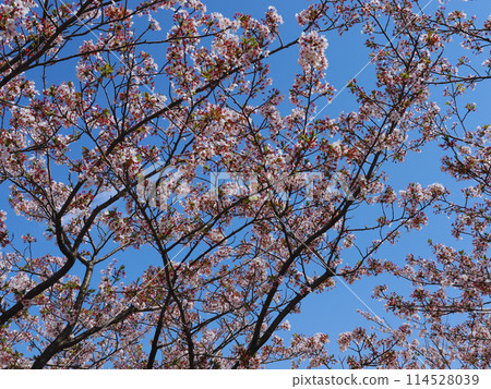 Cherry blossoms in full bloom shining in the blue sky Cherry blossoms in full bloom shining in the blue sky 114528039