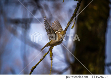 Female Finch perched in an Oak tree in fly Female Finch perched in an Oak tree in fly 114528228