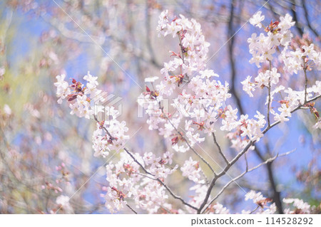 盛開的櫻花（用舊鏡頭拍攝） 114528292