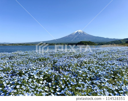 Nemophila and Mt. Fuji Nemophila and Mt. Fuji 114528351