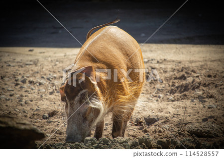 Red river hog (Potamochoerus porcus), also known as the bush pig. Red river hog (Potamochoerus porcus), also known as the bush pig. 114528557