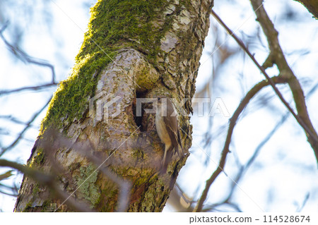 Pied Flycatcher female - Ficedula hypoleuca 114528674