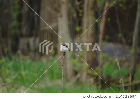 Pied Flycatcher - Ficedula hypoleuca Male 114528694