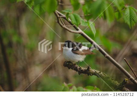 Pied flycatcher, Ficedula hypoleuca, male bird Pied flycatcher, Ficedula hypoleuca, male bird 114528712