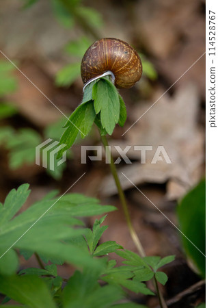 Snail shell on green small and young plant 114528767