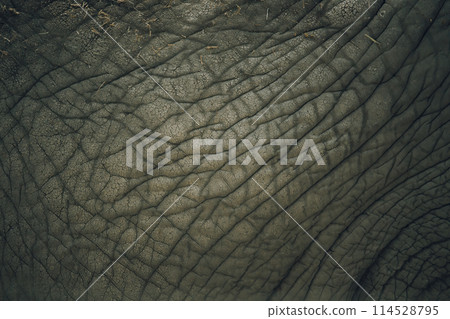 lephant skin texture art nature photography. lephant skin texture art nature photography. 114528795