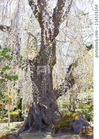 青森縣藤田紀念花園優雅的老垂枝櫻花樹 114529164