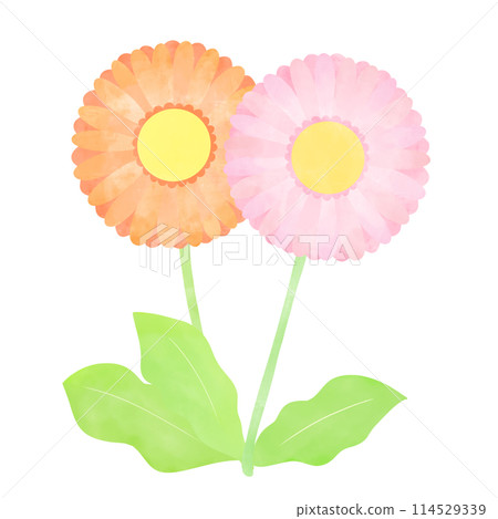 Hand-drawn illustration of two gerberas Hand-drawn illustration of two gerberas 114529339