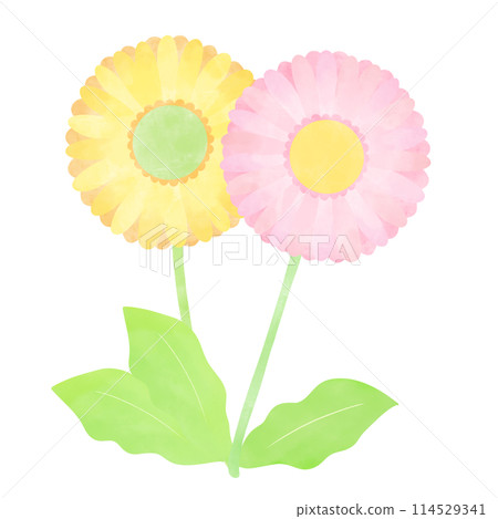 手寫風格兩輪非洲菊插畫 114529341