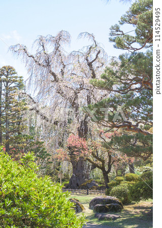 青森縣藤田紀念庭園,逆光下美麗的垂枝櫻花 青森縣藤田紀念庭園,逆光下美麗的垂枝櫻花 114529495