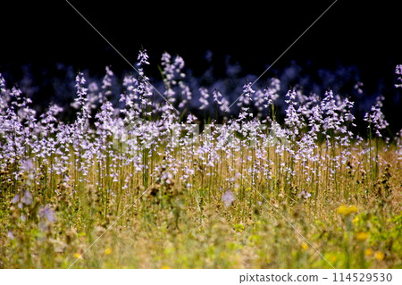 Lavender in Umashima, Kurushima Strait 114529530
