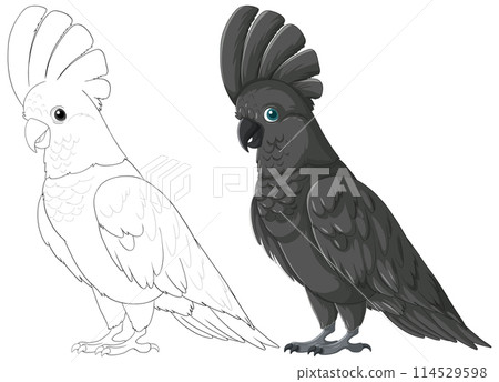 Black Cockatoo Vector Illustration 114529598