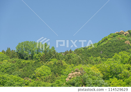 Fresh greenery on the Kasagi mountain range, Kasagi Town, Kyoto Prefecture 114529629