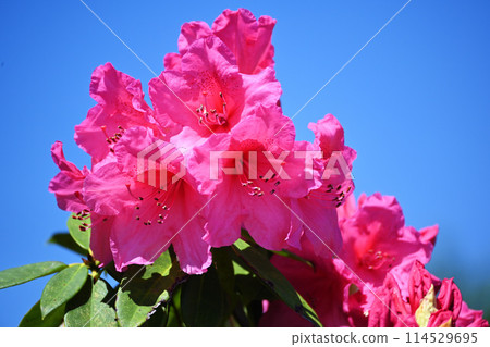 藍天和牡丹 藍天和牡丹 114529695