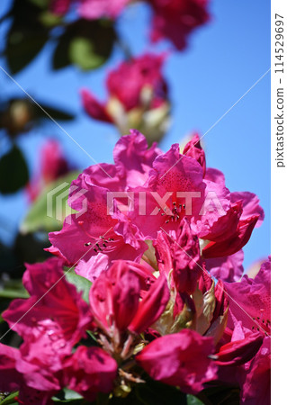 藍天和牡丹 藍天和牡丹 114529697