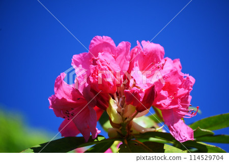 Blue sky and peonies 114529704