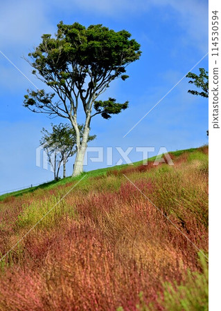 Kochia and a tree 114530594