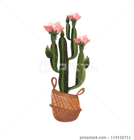 Cactus in a wicker basket. Plants for the home. Floriculture. Interior decoration. Isolated watercolor illustration on white background. Clipart. Cactus in a wicker basket. Plants for the home. Floriculture. Interior decoration. Isolated watercolor illustration on white background. Clipart. 114530711