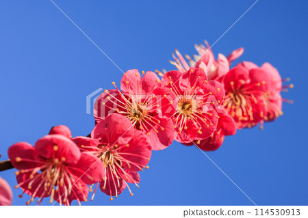 梅花紅梅 114530913
