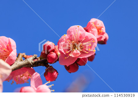 梅花紅梅 114530919