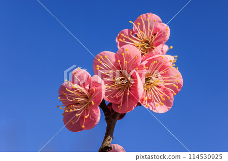 梅花紅梅 梅花紅梅 114530925