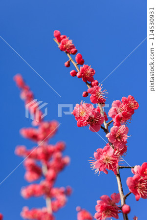 梅花紅梅 梅花紅梅 114530931