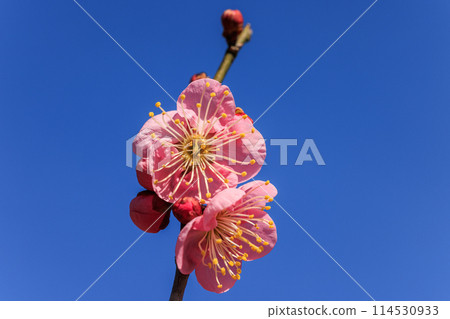 Plum blossom red plum 114530933