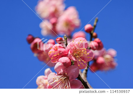 梅花紅梅 114530937