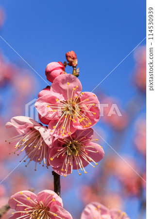梅花紅梅 梅花紅梅 114530939