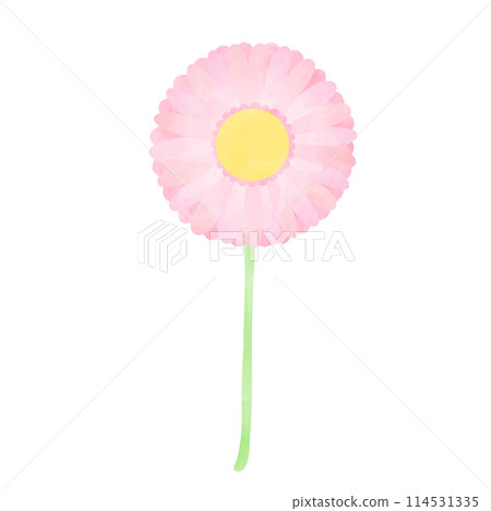 Hand-drawn illustration of a single gerbera 114531335