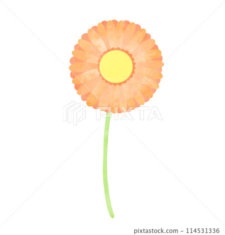 手繪風格單非洲菊插畫 手繪風格單非洲菊插畫 114531336